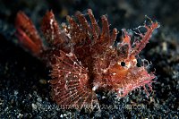 Ambon Scorpionfish. Indonesia