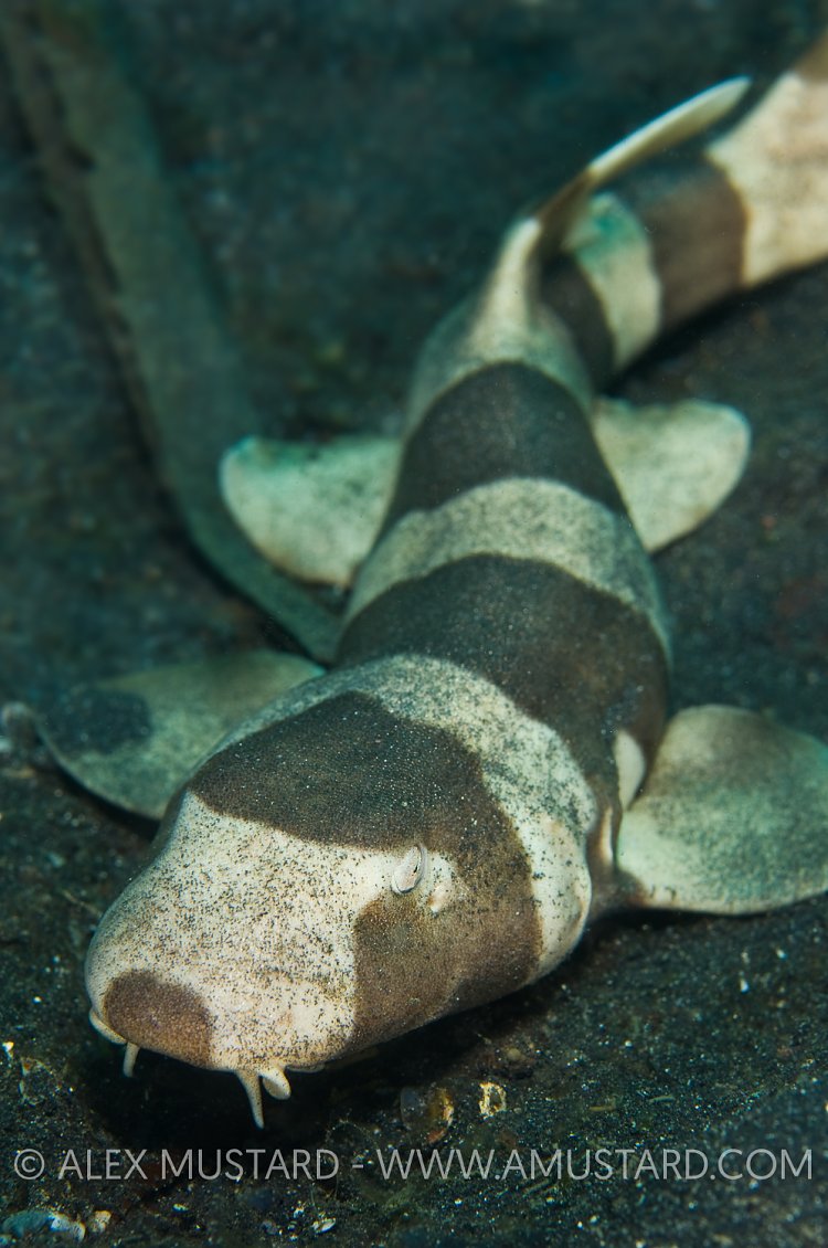 A brownbanded bambooshark on seabed at night.