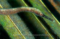 Slender filefish. Indonesia
