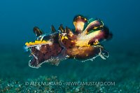 Flambo Swimming. Indonesia.