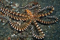 Wonderpus On The Move. Indonesia.