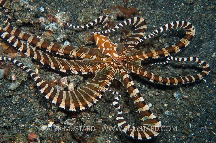 Wonderpus On The Move. Indonesia.