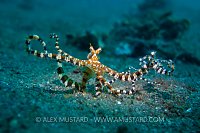 Wonderpus Prowling. Indonesia.
