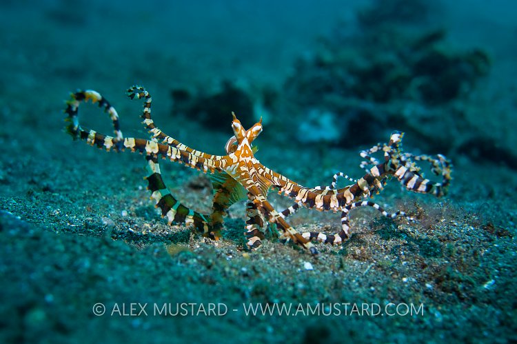 Wonderpus Prowling. Indonesia.