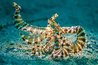 Wonderpus Portrait. Indonesia