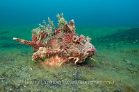 Devil Scopionfish. Indonesia