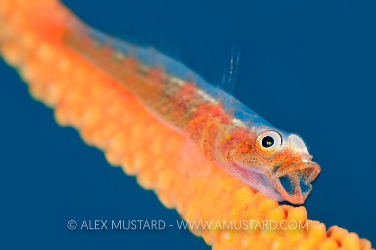 Whip Yawn. Indonesia