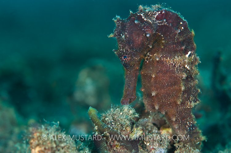 Adult yellow seahorse, Indonesia.