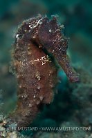 Yellow seahorse. Indonesia.