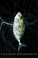 Surgeonfish caught in gill net