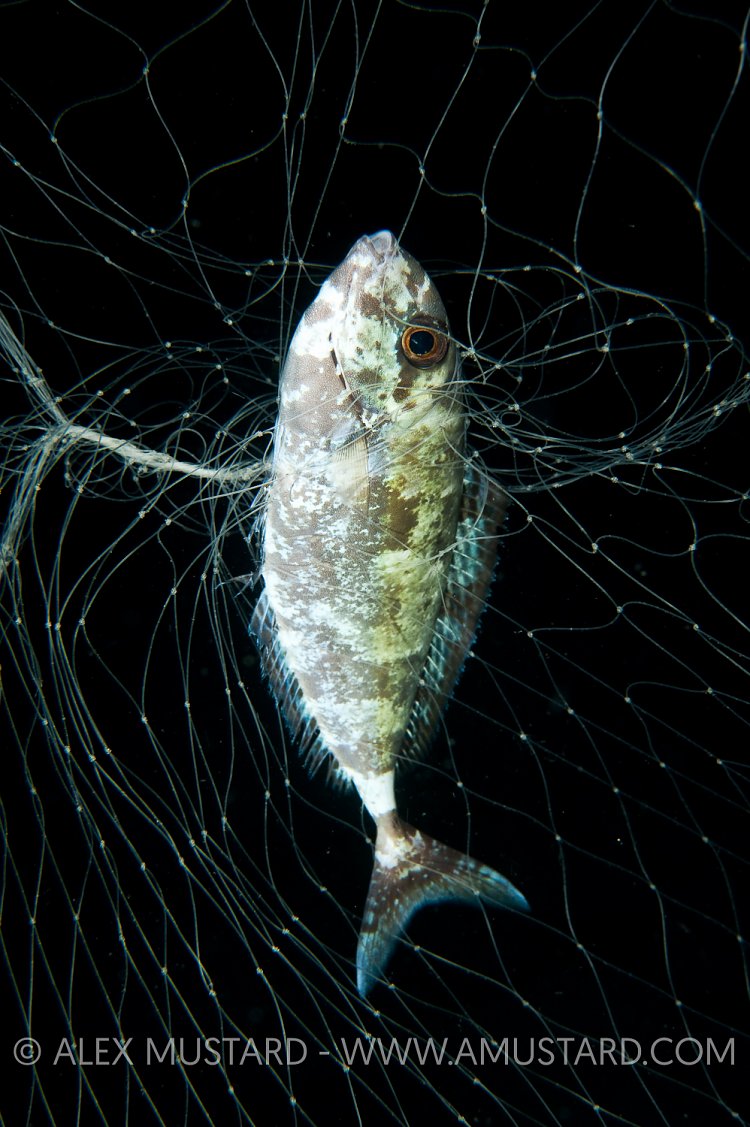Surgeonfish caught in gill net