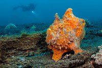 Orange Frogfish. Indonesia.
