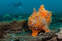 Orange Frogfish. Indonesia.