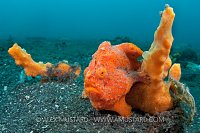 Painted Frogfish. Indonesia