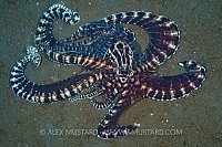 Mimic Octopus Mating. Sulawesi, Indonesia