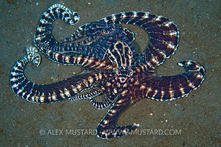 Mimic Octopus Mating. Sulawesi, Indonesia