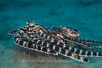 Mimic Octopus Mating. Sulawesi, Indonesia