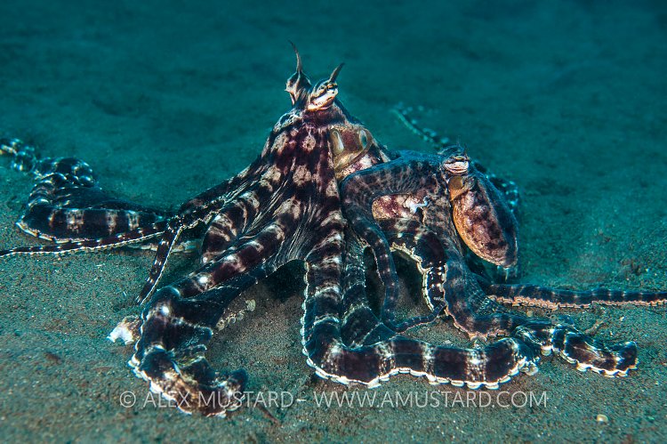 Mimic Octopus Mating. Indonesia.