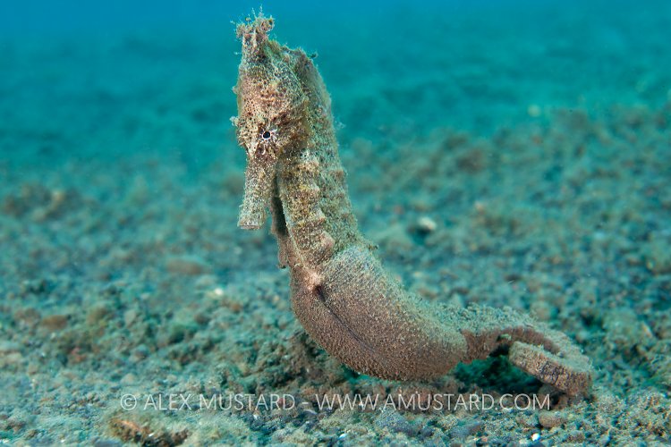 Pregnant male yellow seahorse. Indonesia