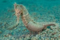 Pregnant male yellow seahorse. Indonesia