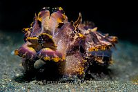 Flambo Portrait. Indonesia.