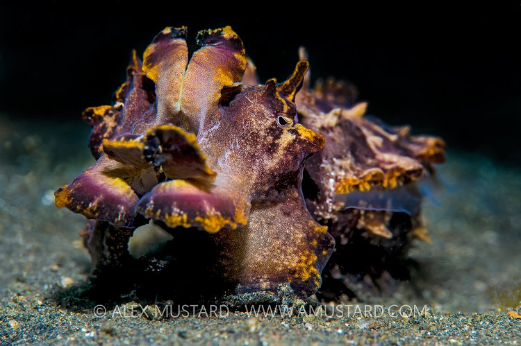 Flambo Portrait. Indonesia.