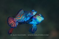 Mandarinfish Mating. Indonesia.