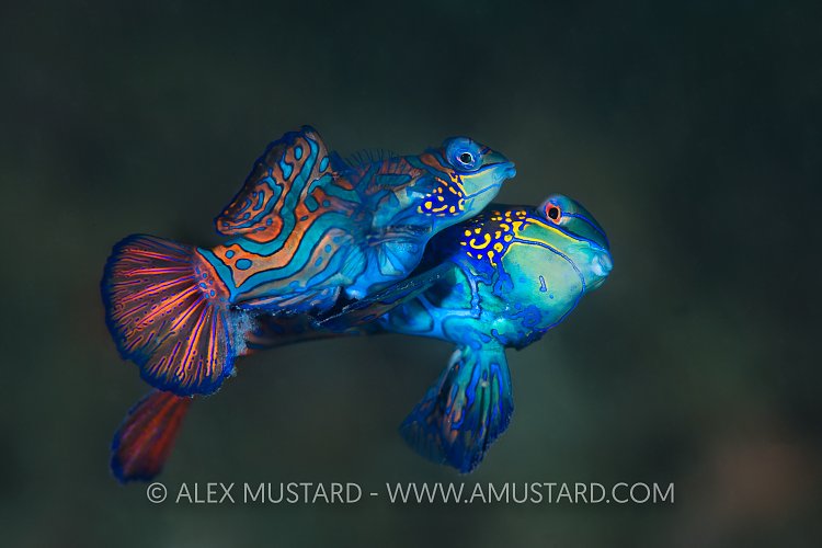 Mandarinfish Mating. Indonesia.