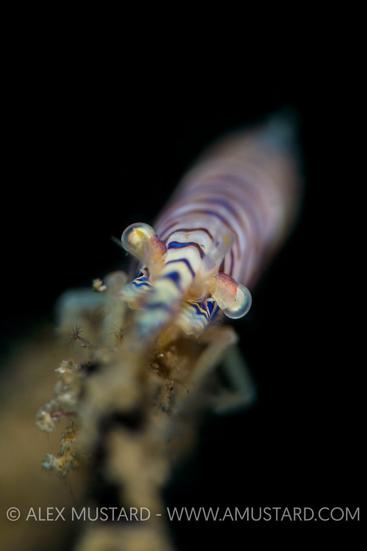 Tozeuma Shrimp. Indonesia