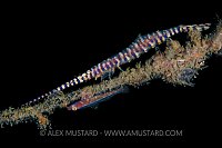 Tozeuma Shrimp With Goby. Indonesia