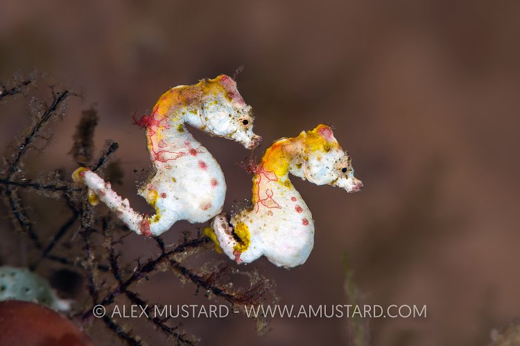 Pontoh's Pygmy Pair. Indonesia