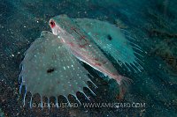 Gurnard Warning. Indonesia