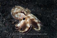 Poison Ocellate Octopus. Indonesia.