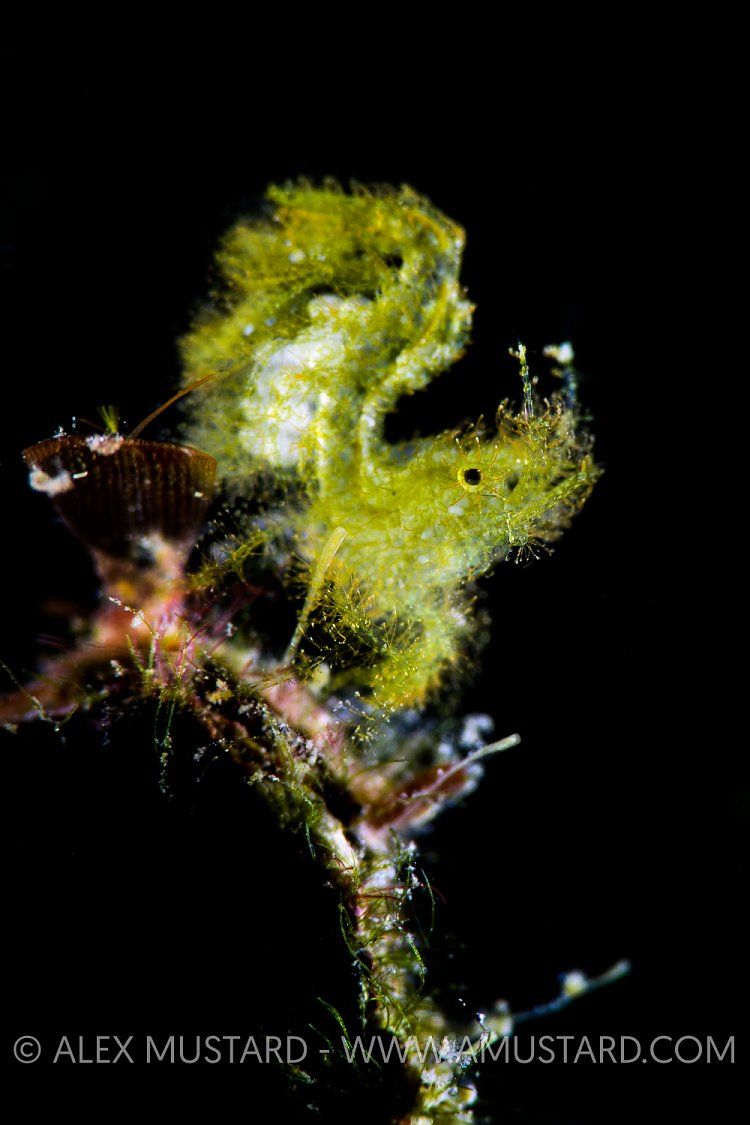 Hairy Shrimp Portrait. Indonesia