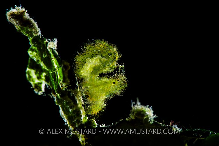 Hairy Shrimp. Indonesia