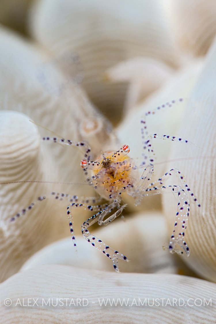 Shrimp In Bubble Coral. Indonesia
