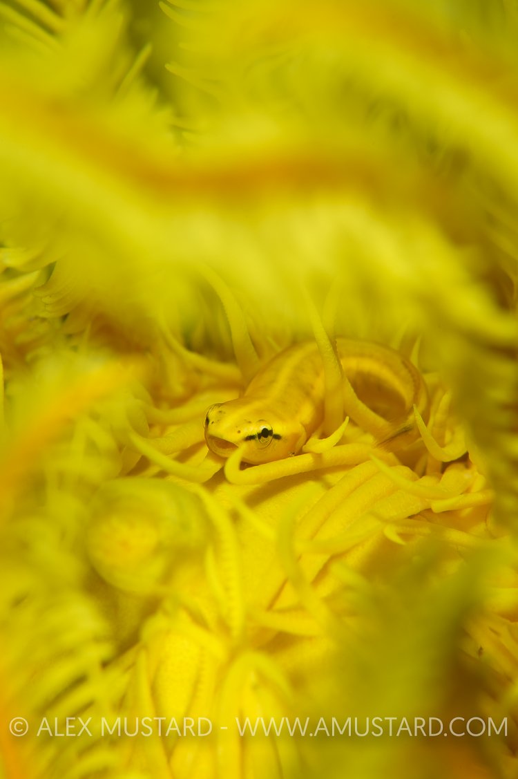 Yellow World. Indonesia.