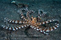 Wunderpus Prowling. Indonesia