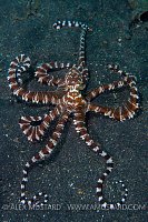 Wunderpus Prowling. Indonesia