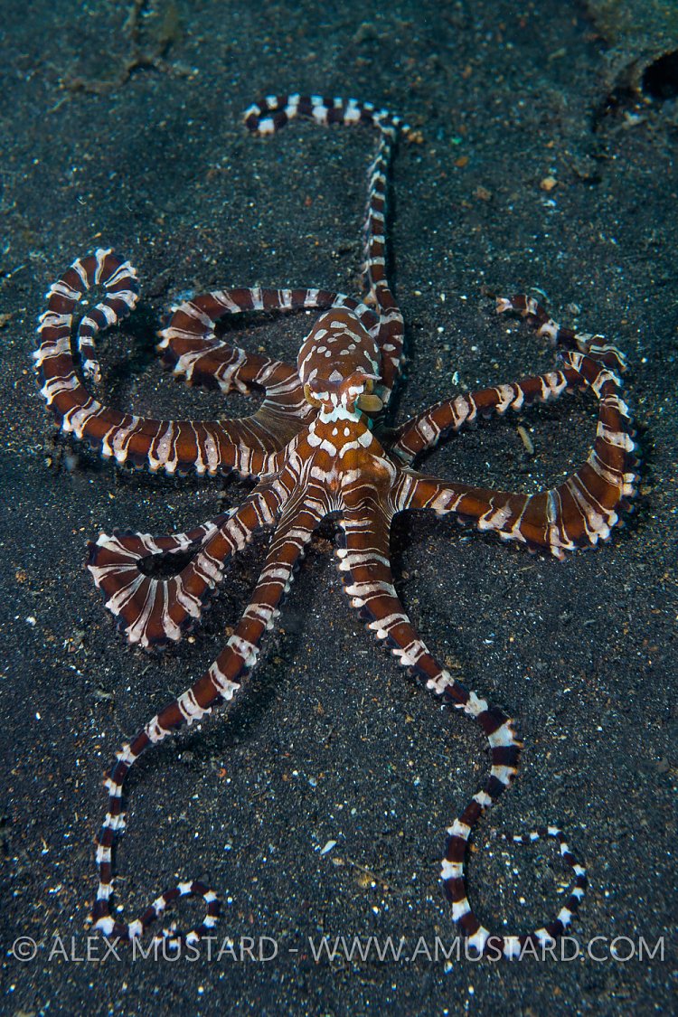 Wunderpus Prowling. Indonesia