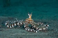 Wonderpus Portrait. Indonesia