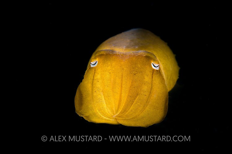 Golden Cuttle. Indonesia