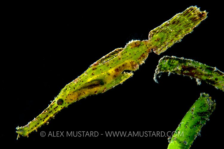 Ghostpipefish Lunch. Indonesia