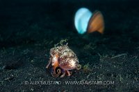 Veined Octopus Running. Indonesia