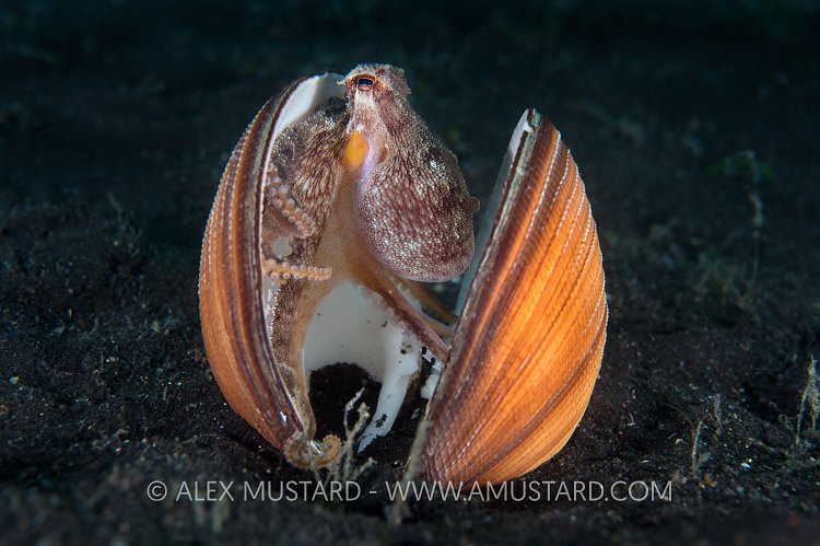 Coconut Octopus In Clam Shell. Indonesia.