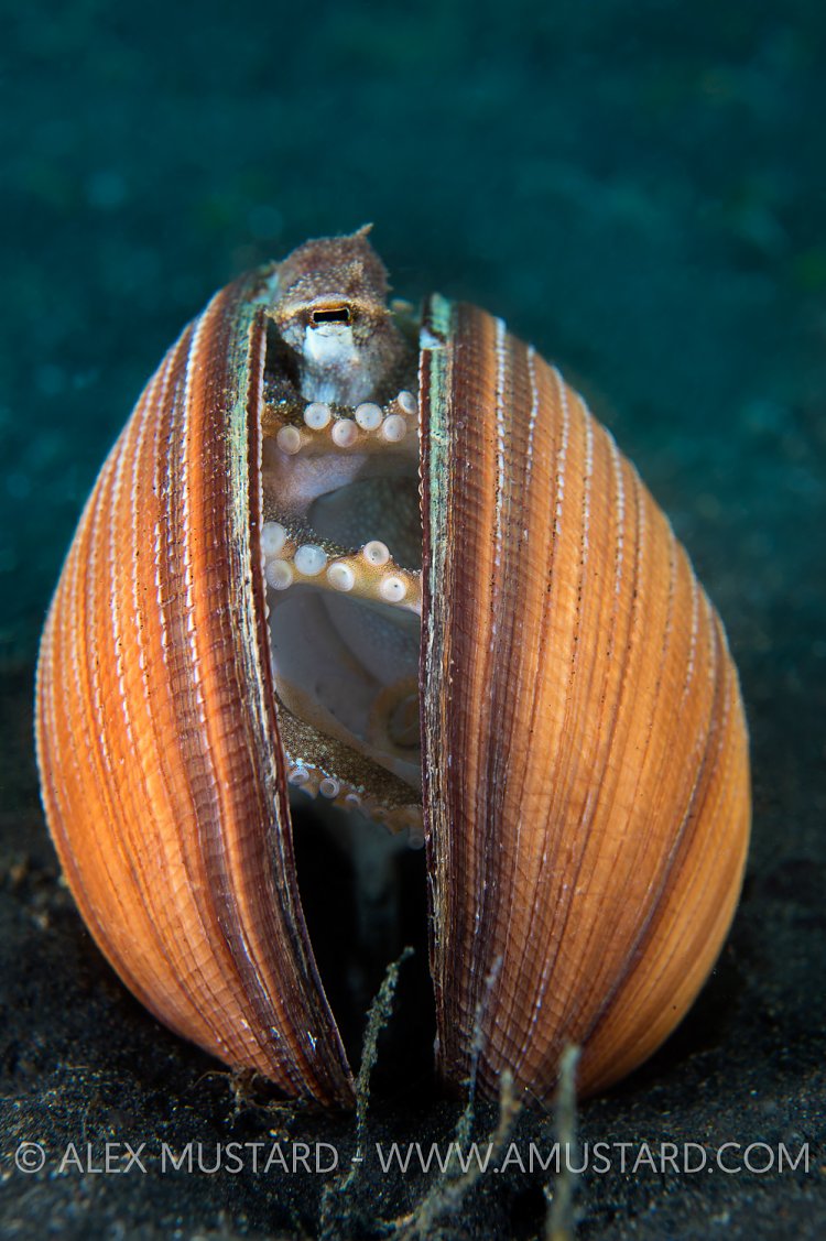 Coconut Octopus In Clam Shell. Indonesia.