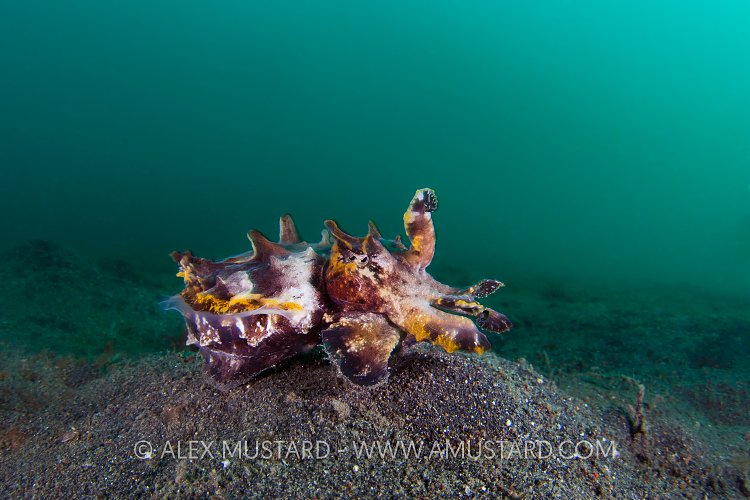 Flambo Wide Angle. Indonesia.