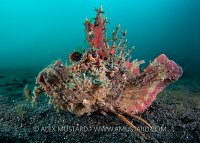 Devil Scorpionfish. Indonesia
