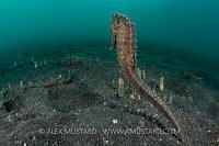 Estuary Seahorse Swimming. Indonesia