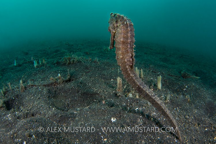 Estuary Seahorse Swimming. Indonesia